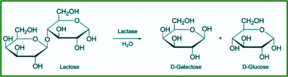 Calcium alginate - Wikipedia