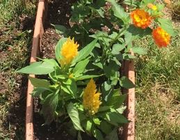 Four Ways to Fight Spring Fever | Chemical Education Xchange