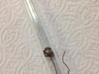 Molar Volume of Hydrogen Gas Lab