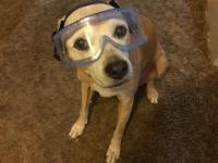 dog with goggles