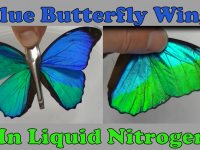 Blue Morpho Butterfly Wings
