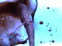 Diet Coke and Mentos eruption