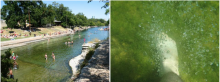 (LEFT) Barton Springs Pool in Austin, TX. (RIGHT) Gas bubbles rising up from aquatic plants in sunny Barton Springs Pool.