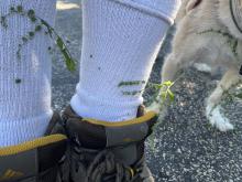 Burs sticking to clothes and fur