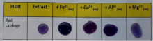 microscale comparison of colors of cabbage juice indicator combined with metals Fe2+, Cu2+, Al3+ and Mg2+
