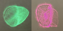 Diffraction patterns formed on tan colored wall by shining intense lasers through eclipse glasses lenses. Left is green color and right is pink color,
