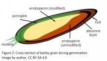 Cross section of partially modified barley grain