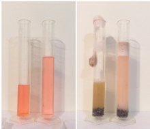 reaction producing foaming oxygen gas bubbles in 2 graduated cylinders