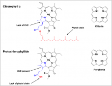 Structures of chlorophyll a and protochlorophyllide