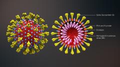 image of virus