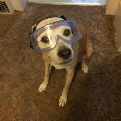 dog wearing safety goggles