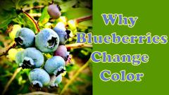 blueberries with text: Why Blueberries are blue