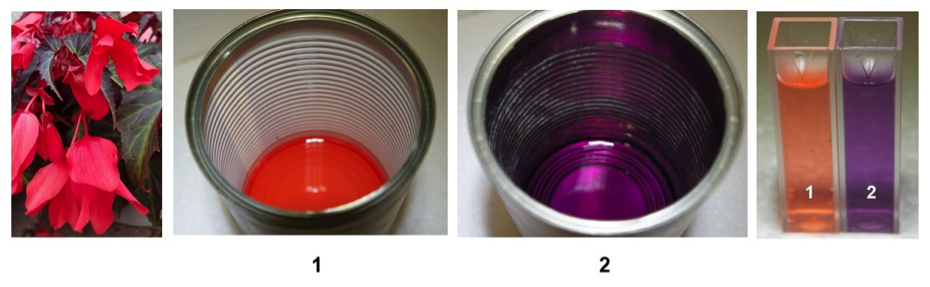 Begonia extract in chopped tomato can and pears can