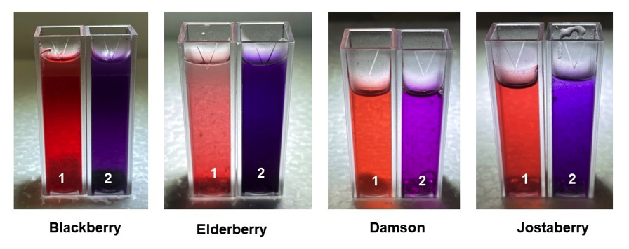 vials of 4 fruit extracts before and after exposure to tin can