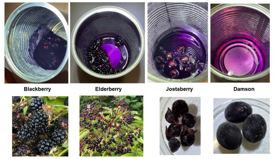 fruit extracts of blackberry, elderberry, jostaberry & damson exposed to the tin plate surface of a discarded food cans