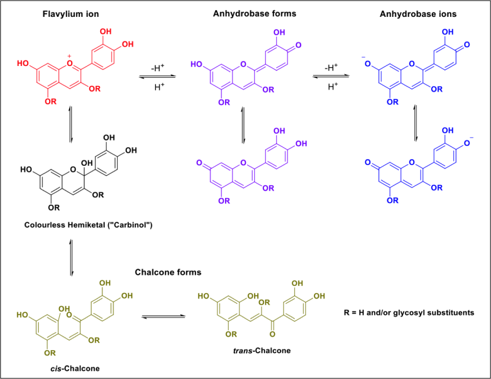 Key anthocyanidin pH dependent aglycone forms in aqueous solution. 