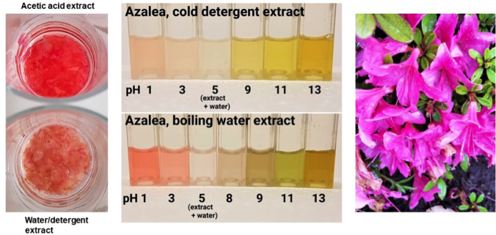L-extracting extracts from azalea petals in water/acetic acid; Mid-in solutions of varied pH; R-azalea flowers