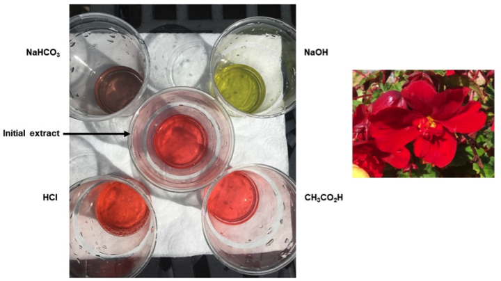 plastic containers showing Anthocyanin extracts from begonia flowers in 5 different pH solutions, and a begonia flower