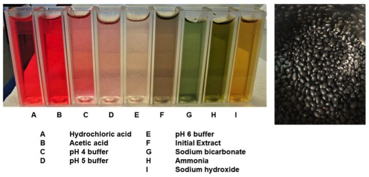 Anthocyanin extracts from black beans in 9 vials containing varied pH values