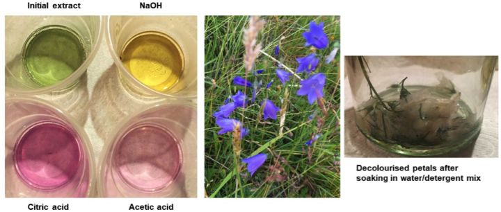 L-4 solutions of varied pH w/ figure 3 – Anthocyanin extracts from campanula flowers; Mid-flowers; R-flower petals soaking in cold water