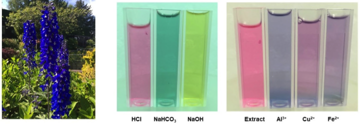 L-delphinium flowers; R-vials of Anthocyanin extracts from delphinium petals in varied pH solutions