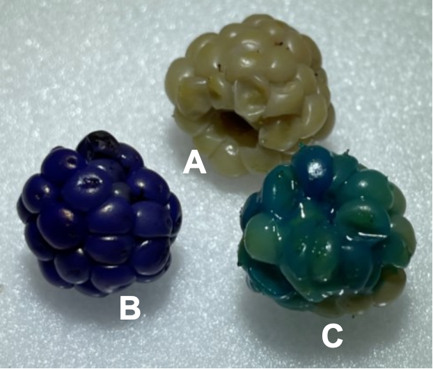 white (A), blue (B), and green (C) raspberries 