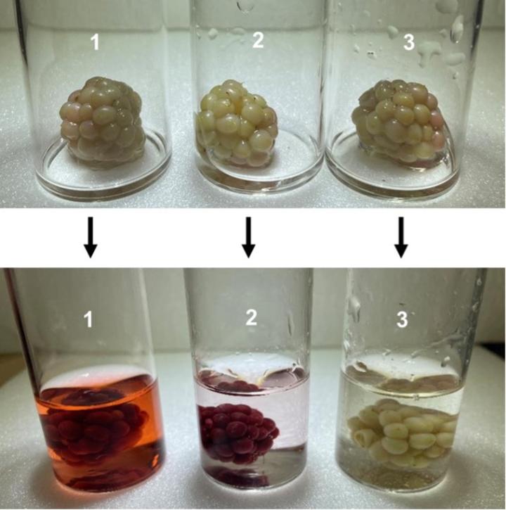 Bleached blackberries soaking in tall glass container