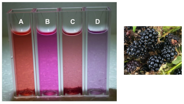 4 vials of bramble extract with different additions, bramble berries - preview image