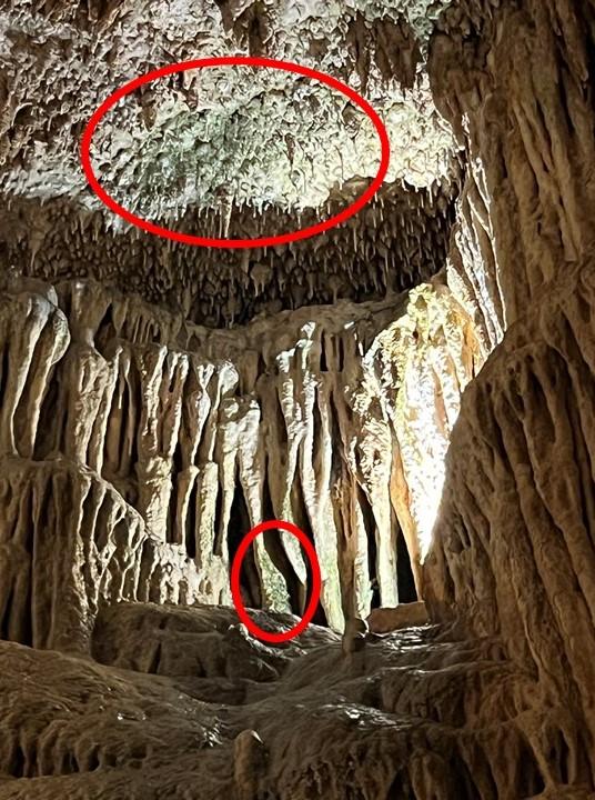Algae growing on cave formations near lights in a Missouri cave