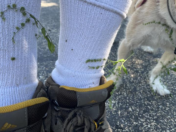 Burs sticking to clothes and fur