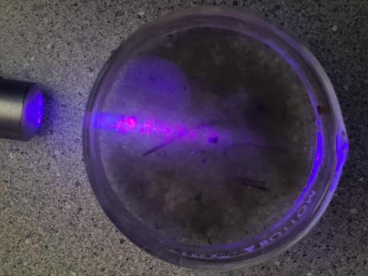 Excitation of chlorophyll with a 405 nm laser to produce pink fluorescence