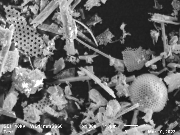 Electron micrographs of diatomaceous earth used for filtration in the chemistry laboratory