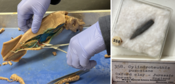 (LEFT) Dissecting a modern squid. (RIGHT) Belemnite fossil. 
