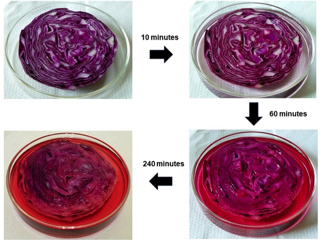 Effect of 4% aqueous acid on red cabbage tissue after 4 consecutive soaking times