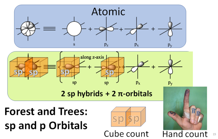 forest trees sp and p orbitals