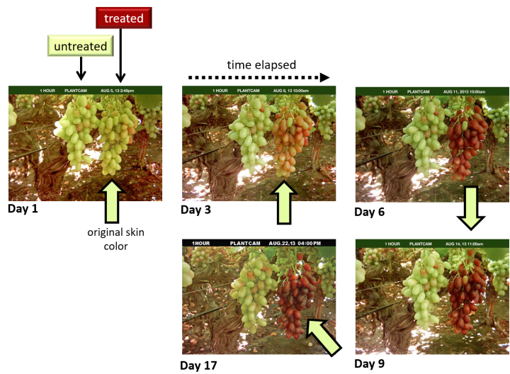 grapes treated untreated growth regulator