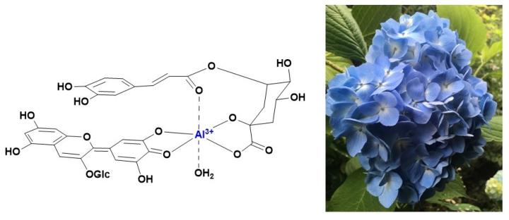 hydrangea and molecular structure of delphinidin