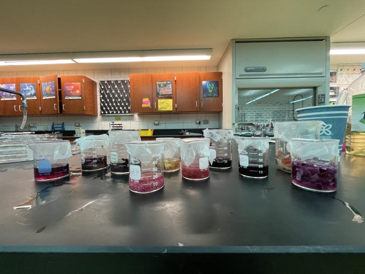 colorful solutions in beakers covered with parafilm