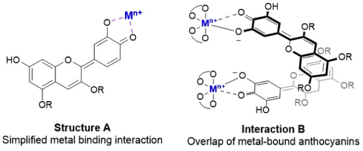 molecular structures showing binding interactions between metal ions and anthocyanins 