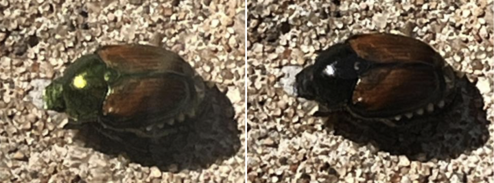 Japanese beetle viewed through two different lenses of pair of 3D movie glasses. 