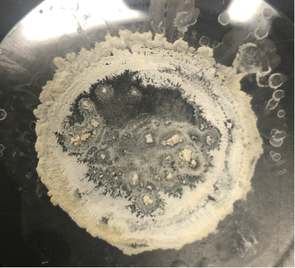 dried extracted caffeine