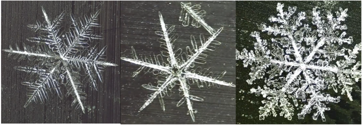 3 microscope images of snowflakes