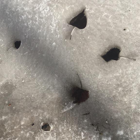 ALT TEXT: Dark colored leaves have absorbed sunlight, warmed, and melted down into the white ice.