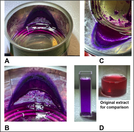 Experiment with raspberry extract in a discarded pineapple can