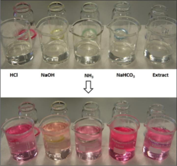 “Pinking” of decolourised red cabbage extracts on addition of 3% hydrogen peroxide