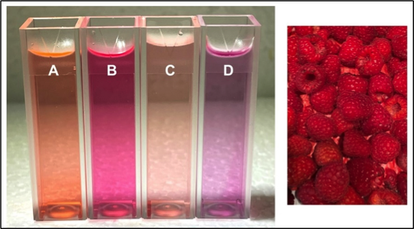 raspberry extract solutions A, B, C &amp; D in vials next to image of raspberries