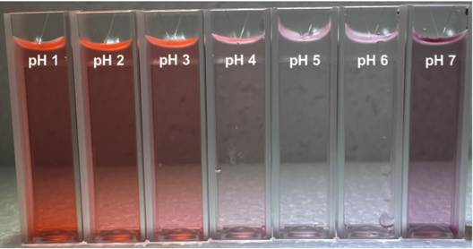 image of 7 vials of raspberry extracts mixed with buffer labeled pH 1 - 7