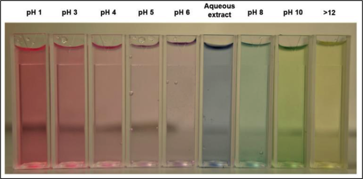 vials of cabbage extract adjusted from pH 1 - 12