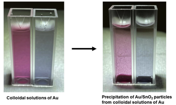 Samples of colloidal gold and co-precipitated with particles of SnO2 