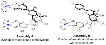 Molecular structures showing selected copigmentation interactions present in protocyanin